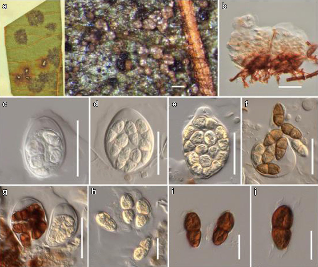 Представитель Семейства Englerulaceae